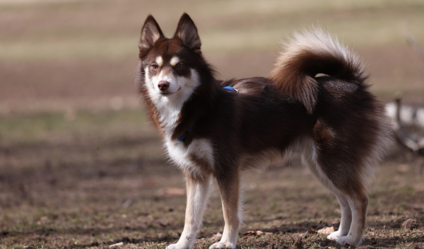 Pomsky caract re alimentation et sant Jardiland