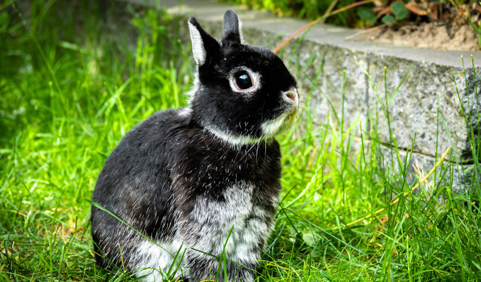 Le vétérinaire NAC définit l'âge de stérilisation d'un lapin nain