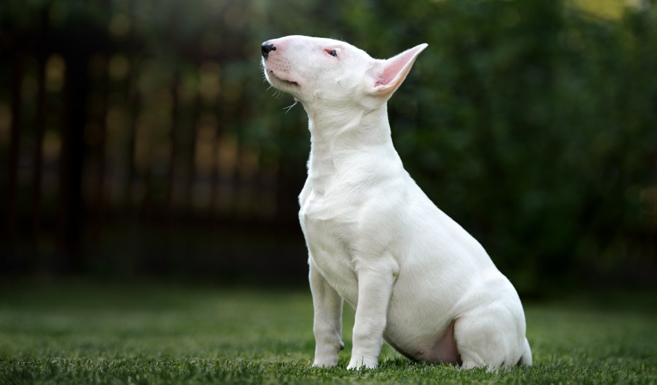 Un chiot bull terrier bien éduqué devient un adulte épanoui 