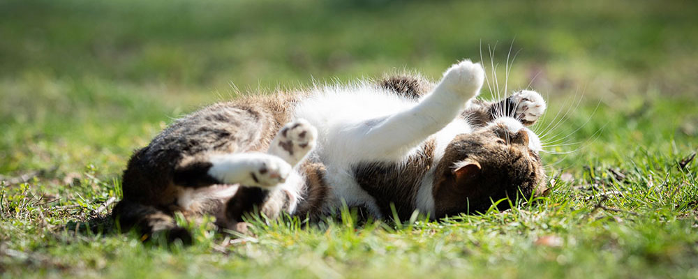 Certains chats aiment vagabonder, ne les privez pas de ce plaisir !