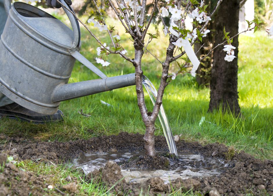 Quel est le meilleur engrais pour les arbres fruitiers ? Gamm vert — free download