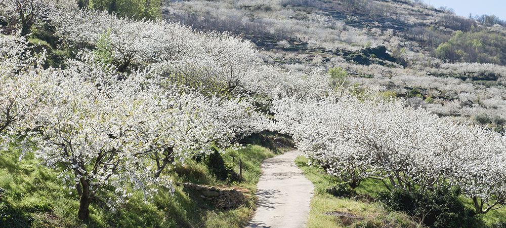 De la neige fleurie 