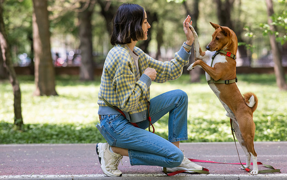 Le chien est récompensé de ses bonnes pratiques