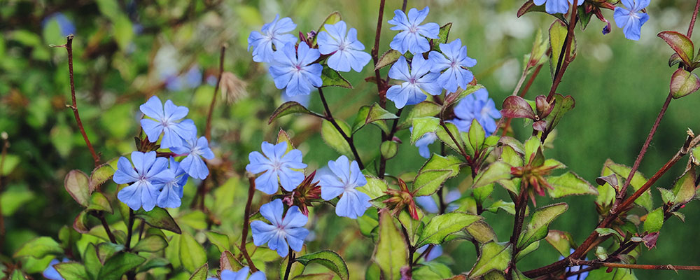 Cératostigma