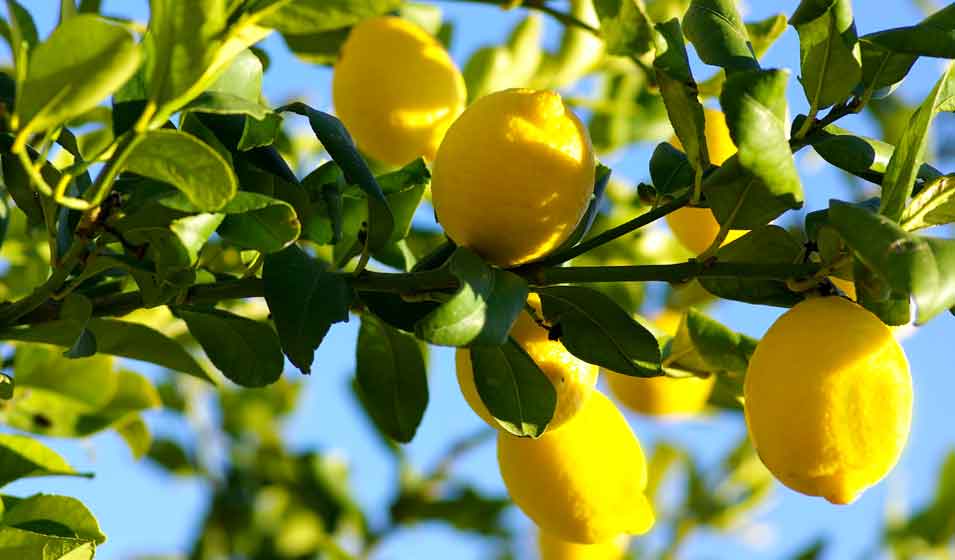 1 ou 2 plants de citronniers en pot