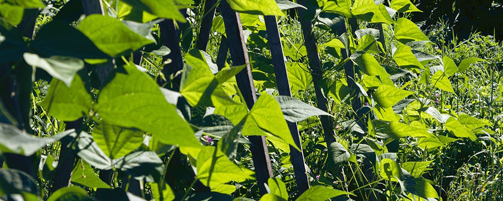 Les plants de haricots à rames développent un feuillage dense et grimpant