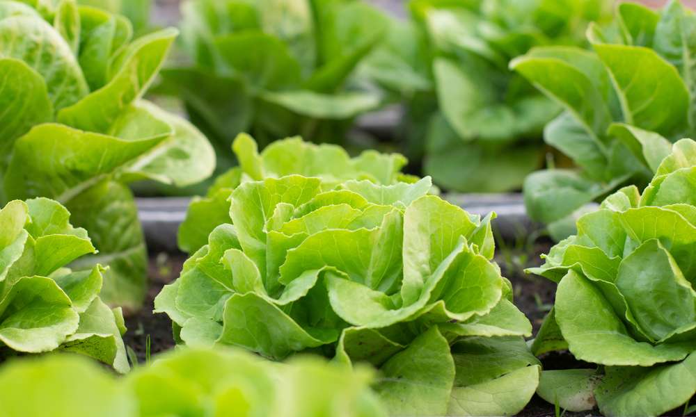 Aérez régulièrement la serre pour avoir des plants en bonne santé
