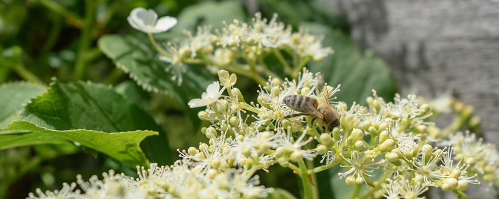 L'hortensia grimpant