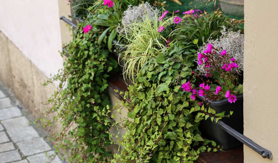 Une cascade de belles plantes