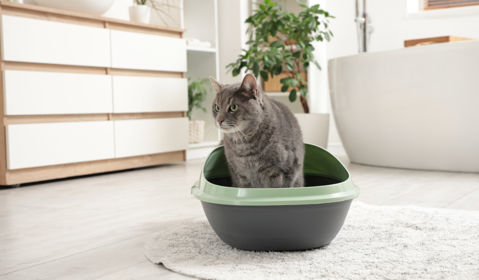 Quelle litière pour un chat sensible en matière urinaire ?