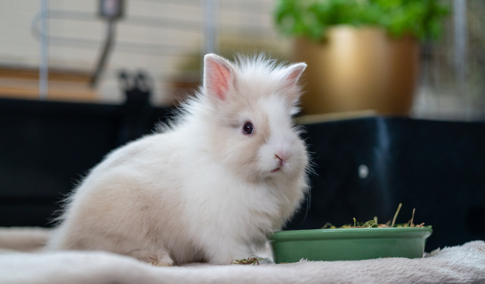 Apprivoiser son lapin nain s'effectue progressivement