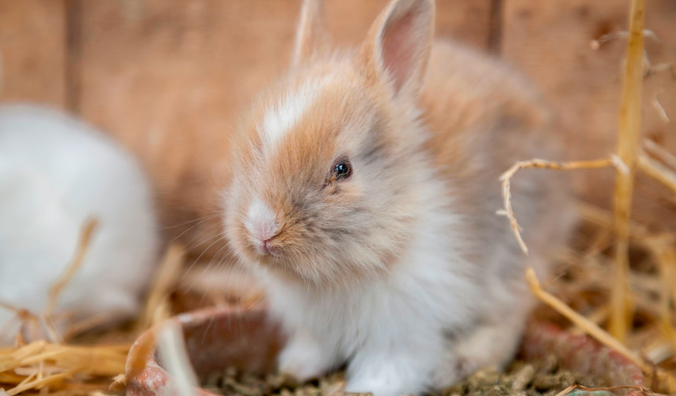 Un bac à litière facilite l'apprentissage de la propreté d'un lapin nain