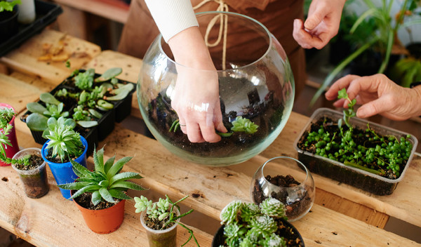 Bombe à graines, terrarium… Cinq idées recyclage pour jardiner avec les  enfants