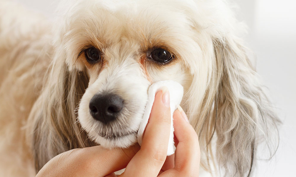 Le secret d'un regard irrésistible ? Un petit coup de coton !