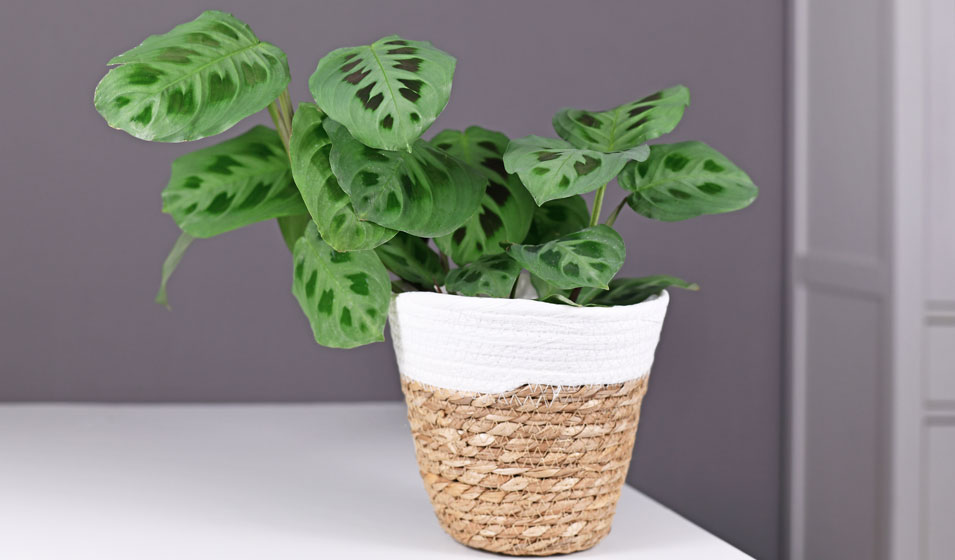 Maranta ‘Kerchoveana', elle ne vous posera pas un lapin