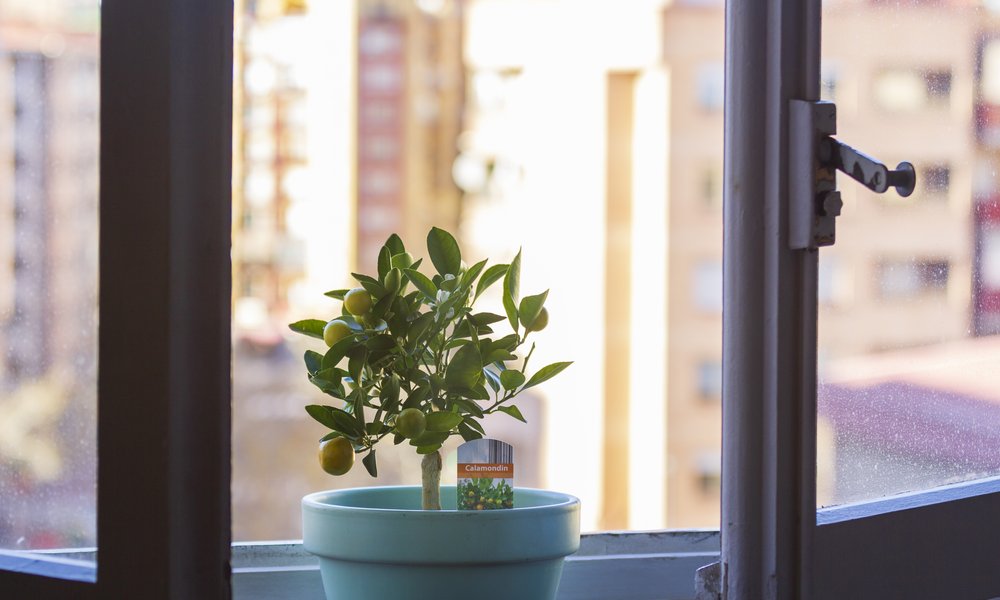 Le calamondin, le seul petit agrume à pouvoir être cultivé à l'intérieur