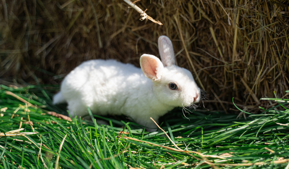 La douceur caractérise la fourrure et le tempérament du lapin nain rex 