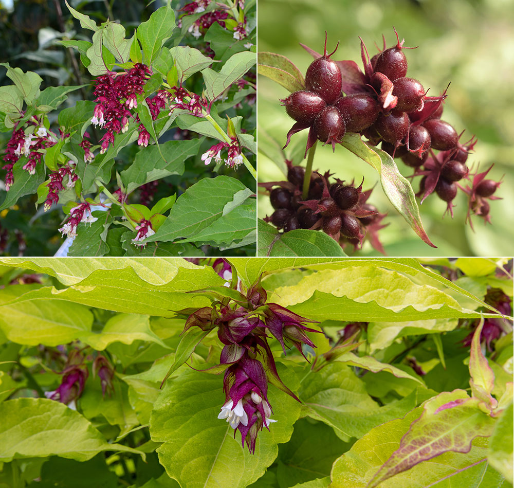 1 - Les tiges souples et peu ramifiées du Leycesteria 2 - Les baies décoratives du Leycesteria 3 - Le Leycesteria ‘Gold Lantern’