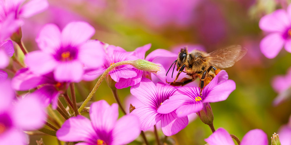 Les plantes mellifères à semer pour protéger les abeilles