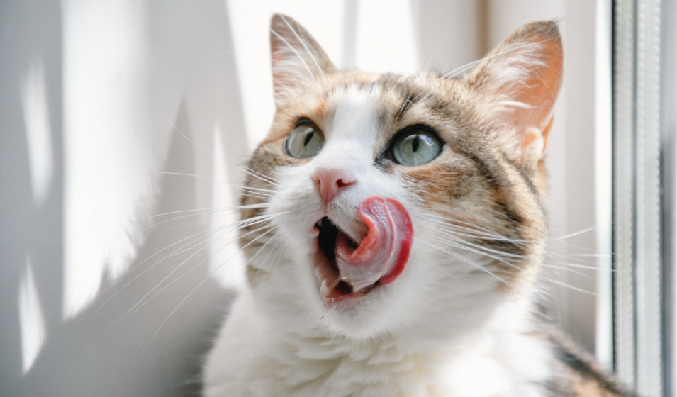 Une friandise maison au thon fait toujours plaisir à un chat !