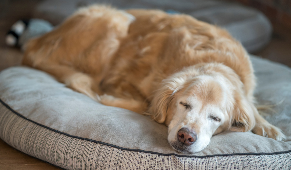 Un chien senior golden retriever dort sur son coussin