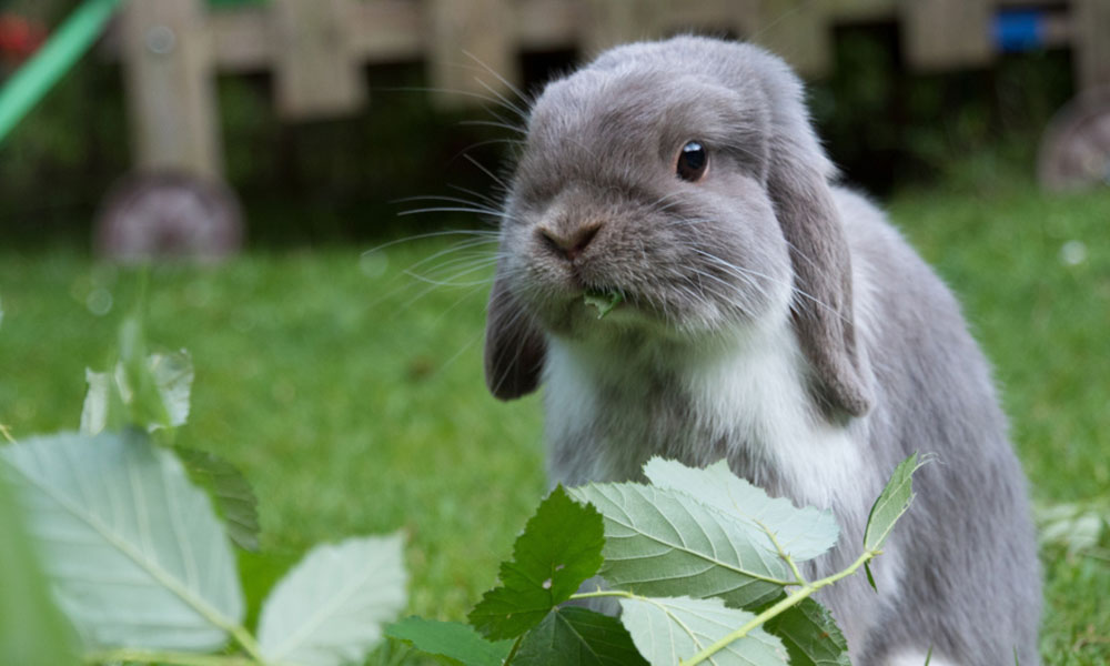 Plus le lapin a d'espace au jardin, plus il est heureux !