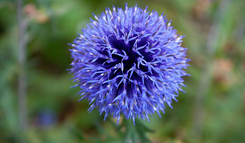 devil's claw plant Devil's Claw / Unicorn Plant Seeds