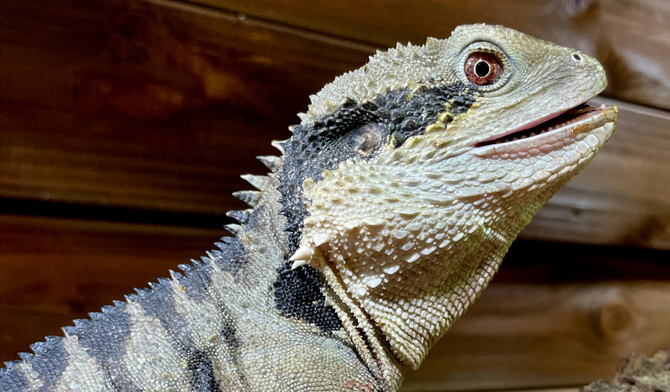 Gros plan sur un pogona ou dragon barbu en terrarium