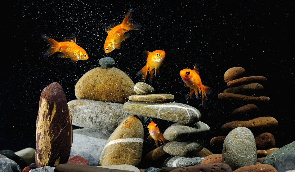 acuario zen