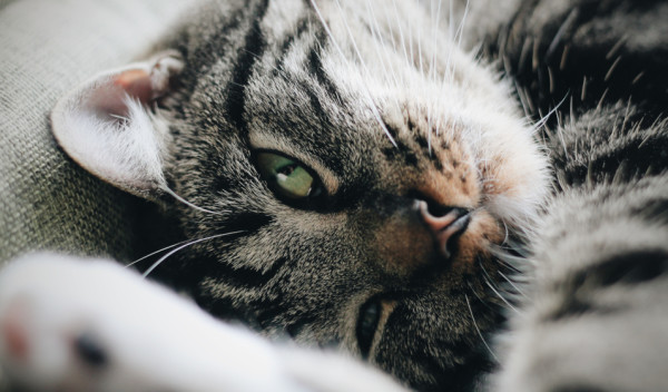 Pharmavie Kélibia - Répulsif chat canapé pour protéger le canapé des  griffes du chat ! très efficace : incolore, inodore, pour toutes surfaces,  ne tache pas ✨🐱👍 Le spray anti-griffure de #Beaphar