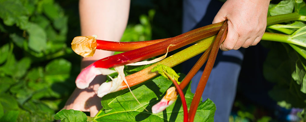 De la rhubarbe au jardin facilement !