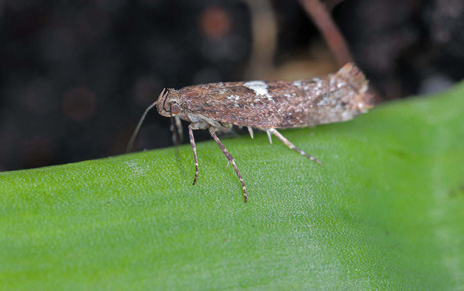 Comment lutter contre la teigne du poireau ? - Gamm vert