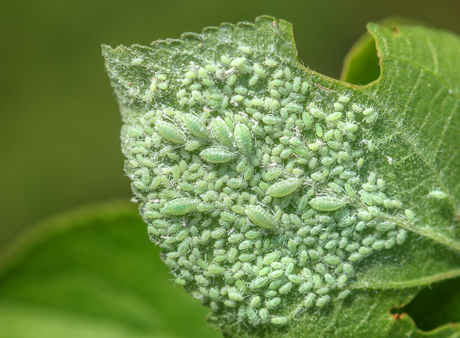 Insectes nuisibles Gamm vert — free download