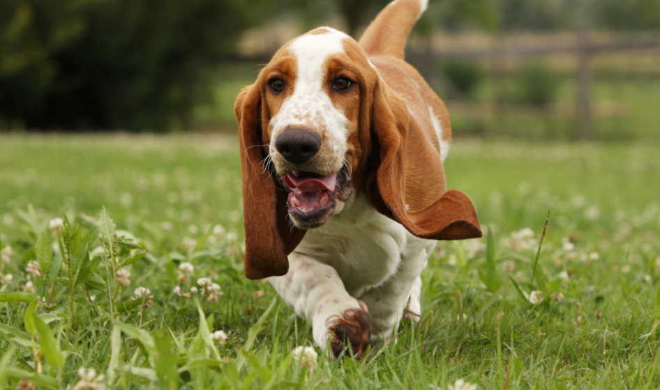 Le basset hound est un chien actif à la santé robuste 