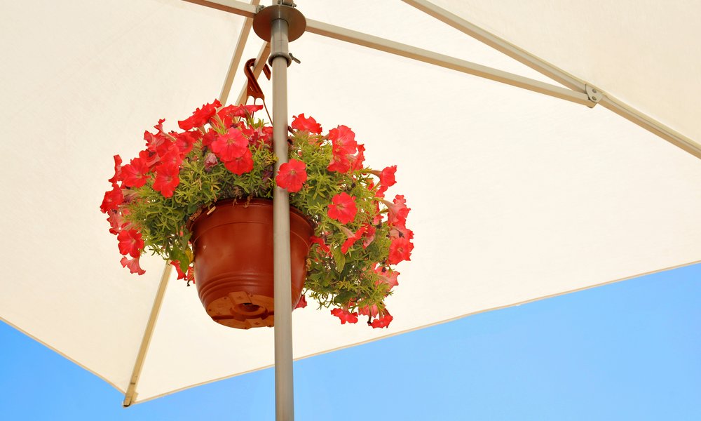 Les pots en terre cuite ou émaillée peuvent être assez légers, mais il faut les installer à l'abri du soleil brûlant et du vent 