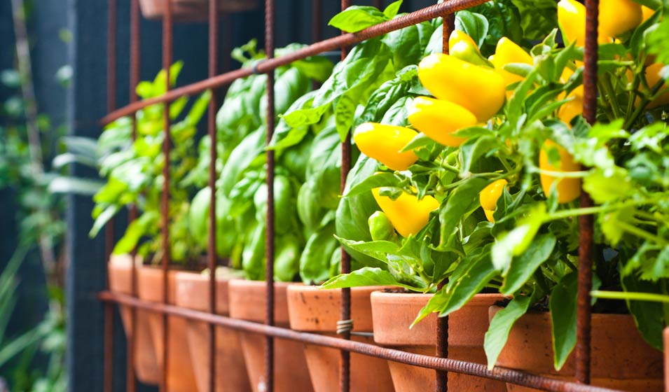 Le potager grillagé 
