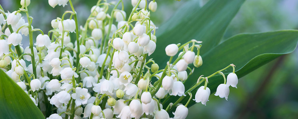 Les chatons et les vieux chats sont particulièrement fragiles face au muguet.