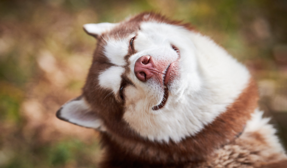 Portrait d'un chien husky de Sibérie rouge et blanc avec un air amusant