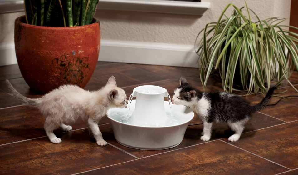 Deux chatons boivent à une fontaine à eau en céramique blanche