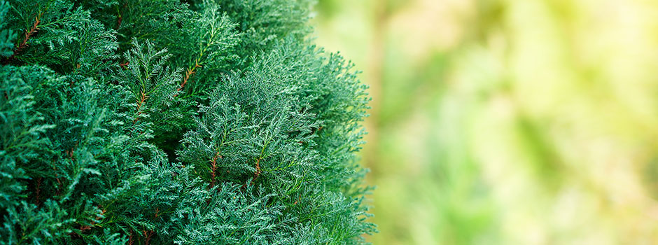 Chamaecyparis lawsoniana 'Ellwood's Pillar'