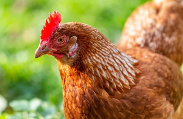 Top 5 des meilleures poules pondeuses - Jardiland