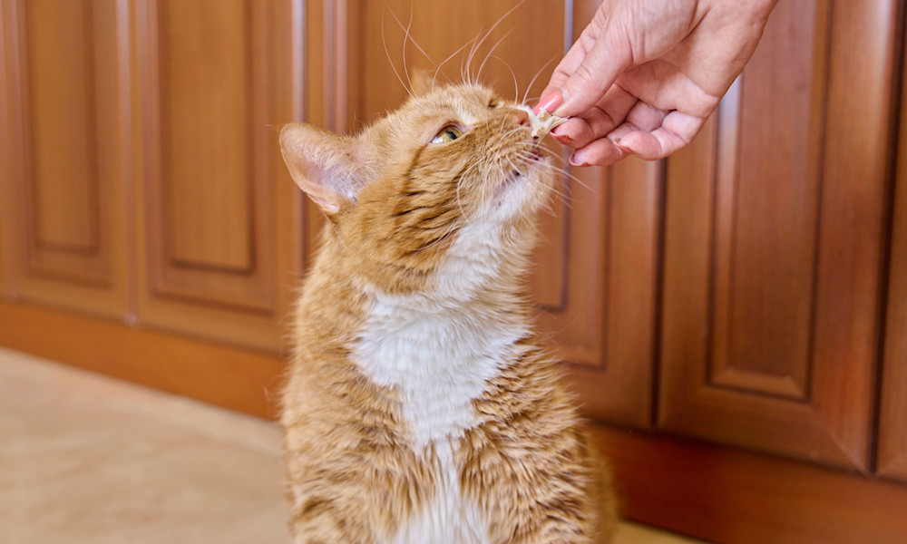 Comment nourrir notre vieux compagnon à quatre pattes ?