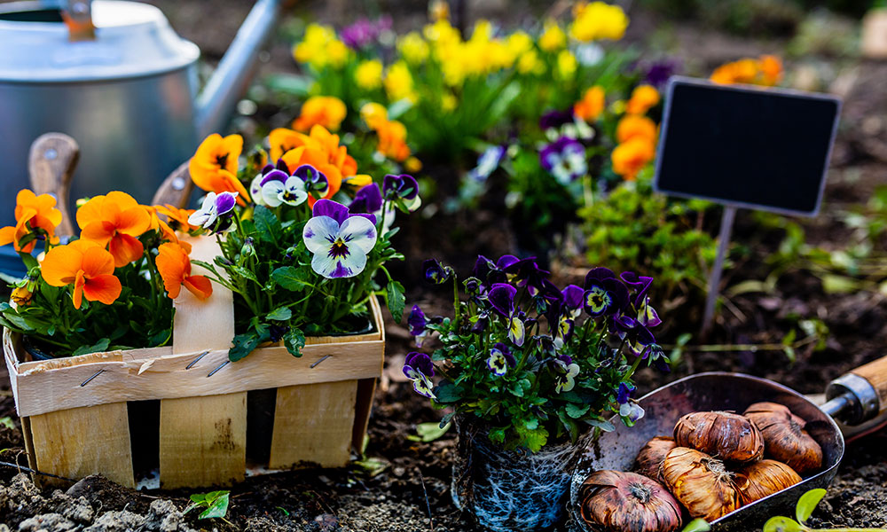 6 bonnes raisons de planter en automne
