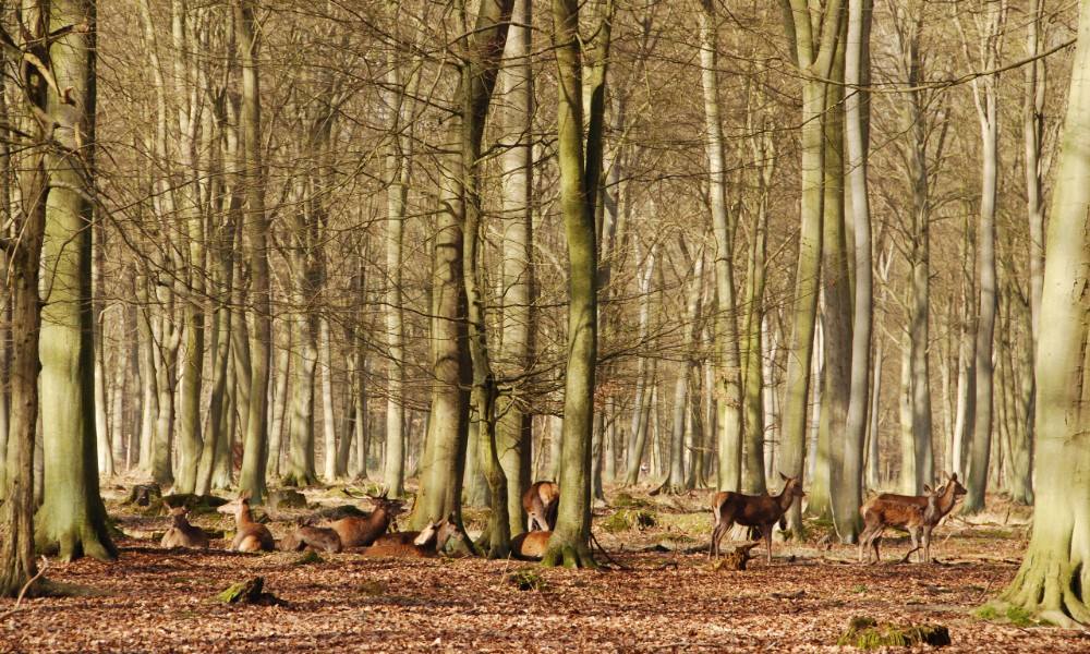 La forêt de Mormal 