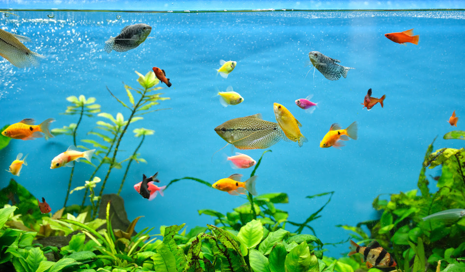 Comment oxygéner un aquarium sans pompe ? Jardiland — free download