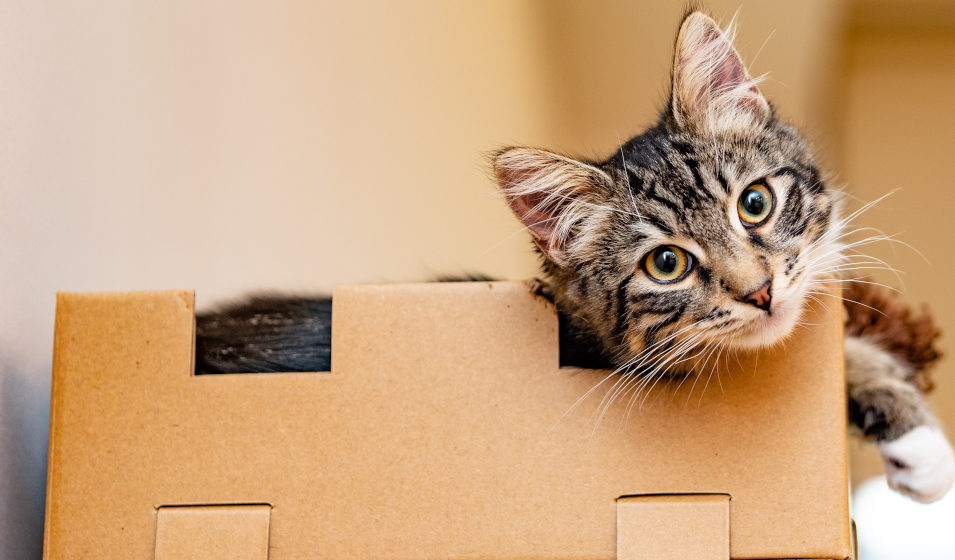 demenagement chat 7