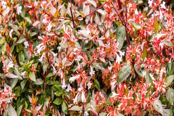 L'abelia