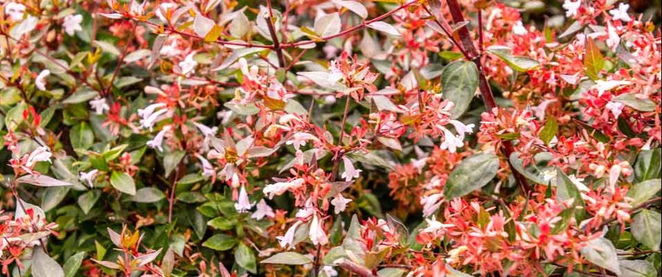 L'abelia