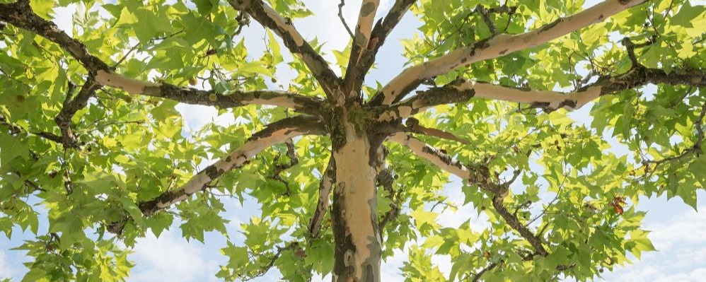 Le platane à feuilles d'érable