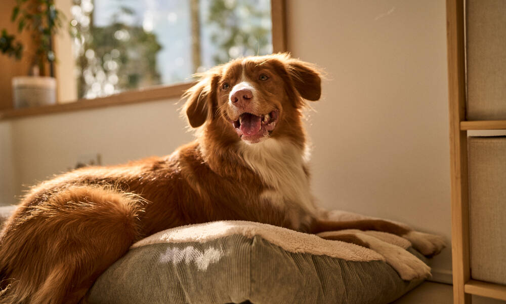 Les chiens stérilisés sont souvent plus calmes, attention à l’embonpoint !